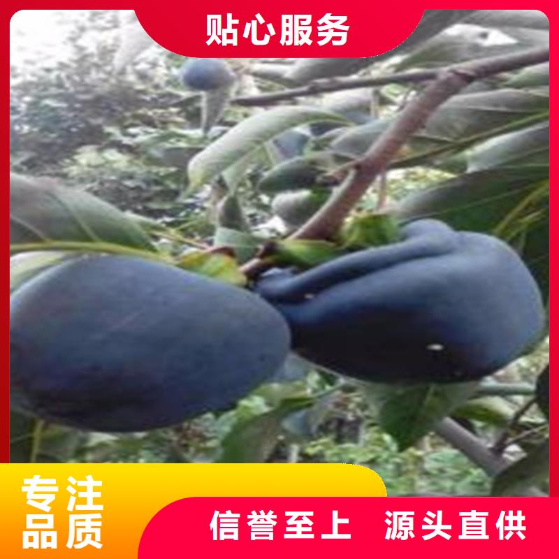 柿子苹果苗精品优选