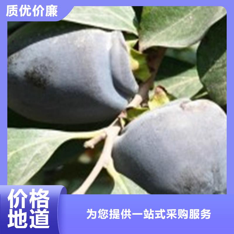 柿子苹果苗精品优选