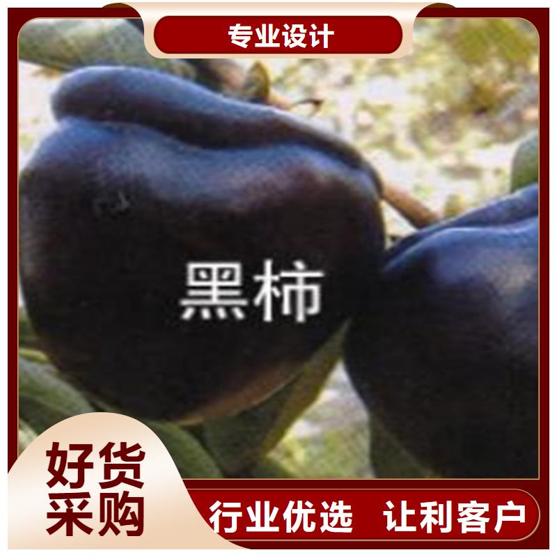 柿子苹果苗精品优选