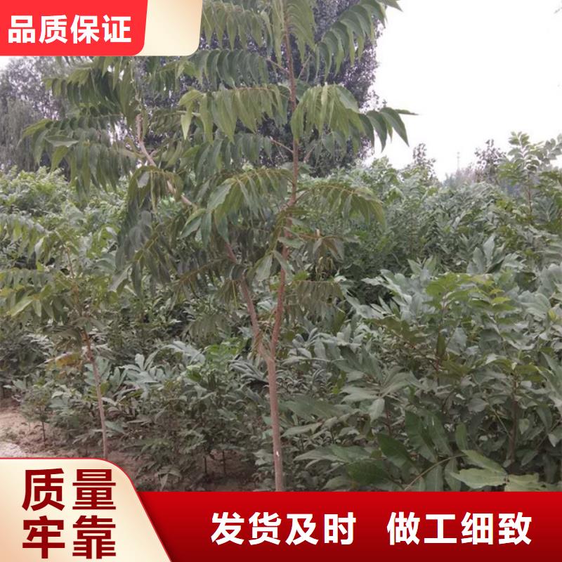 苹果苗货源【 碧根果苹果苗厂家自营】