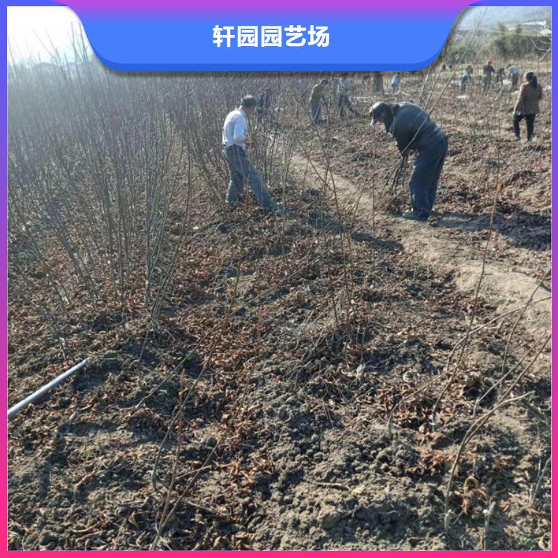 碧根果_苹果苗厂家定制