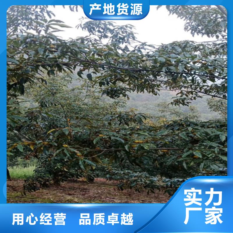 苹果苗货源【 碧根果苹果苗厂家自营】