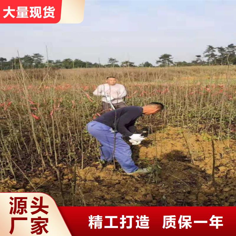 苹果苗货源【 碧根果苹果苗厂家自营】