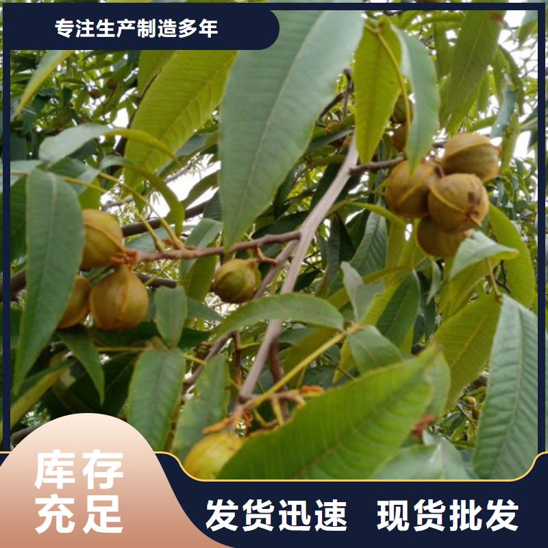 苹果苗货源【 碧根果苹果苗厂家自营】
