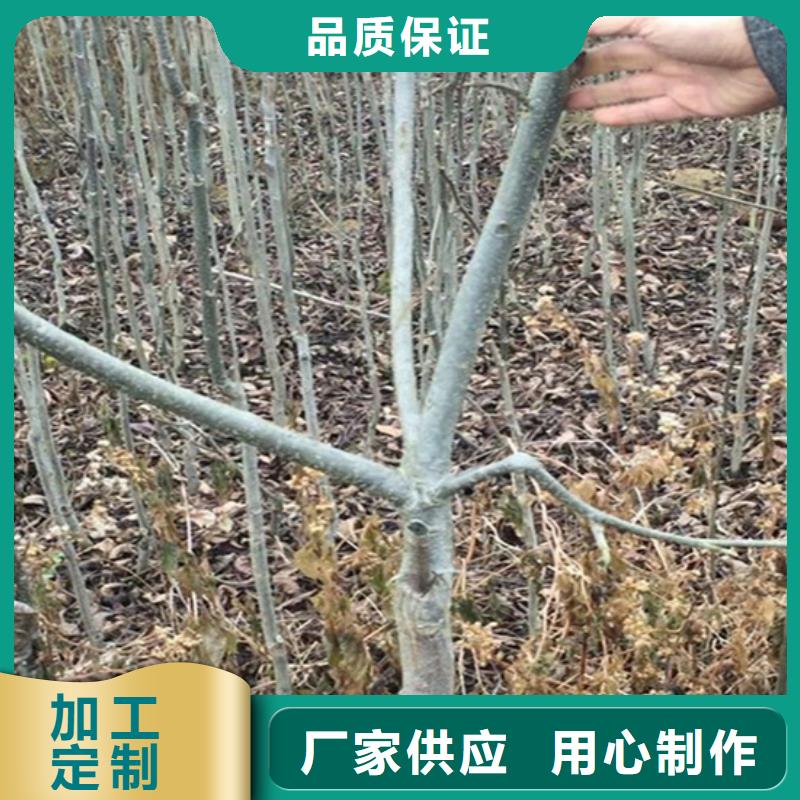 碧根果_苹果苗厂家定制
