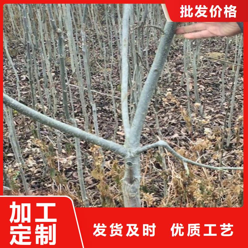 苹果苗货源【 碧根果苹果苗厂家自营】