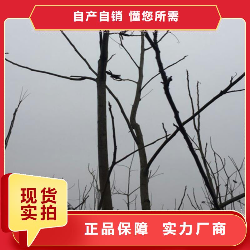 苹果苗货源【 碧根果苹果苗厂家自营】