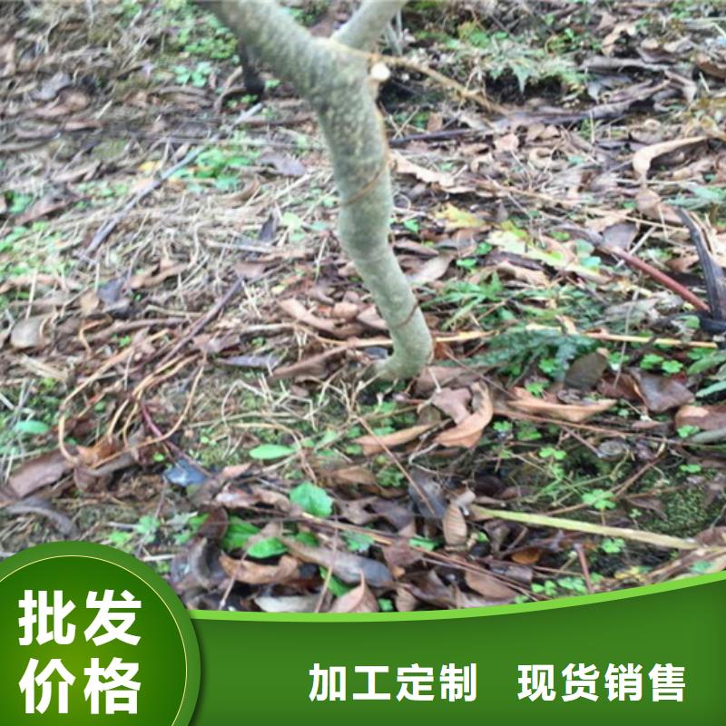 苹果苗货源【 碧根果苹果苗厂家自营】