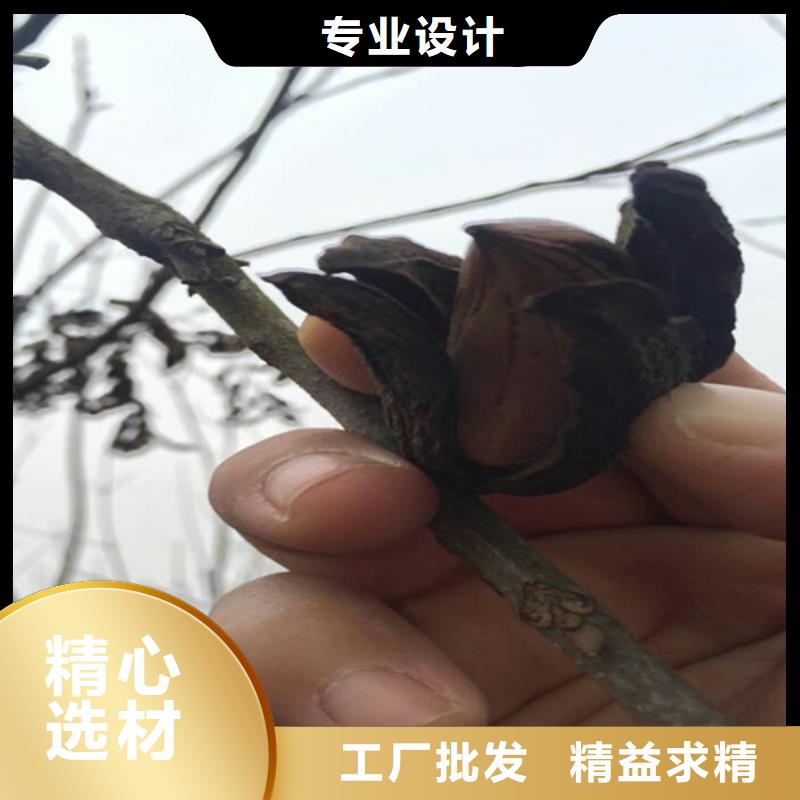 苹果苗货源【 碧根果苹果苗厂家自营】