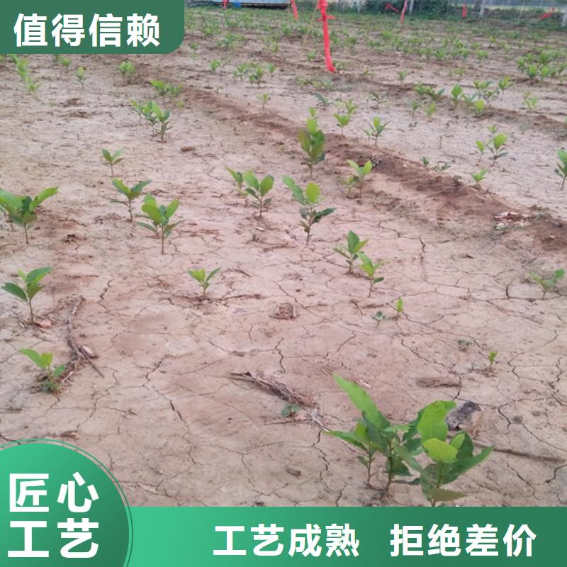 苹果苗货源【 碧根果苹果苗厂家自营】