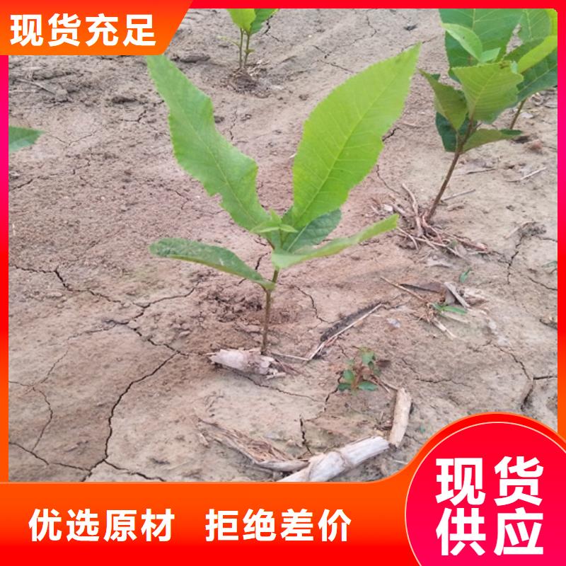 碧根果_苹果苗厂家定制