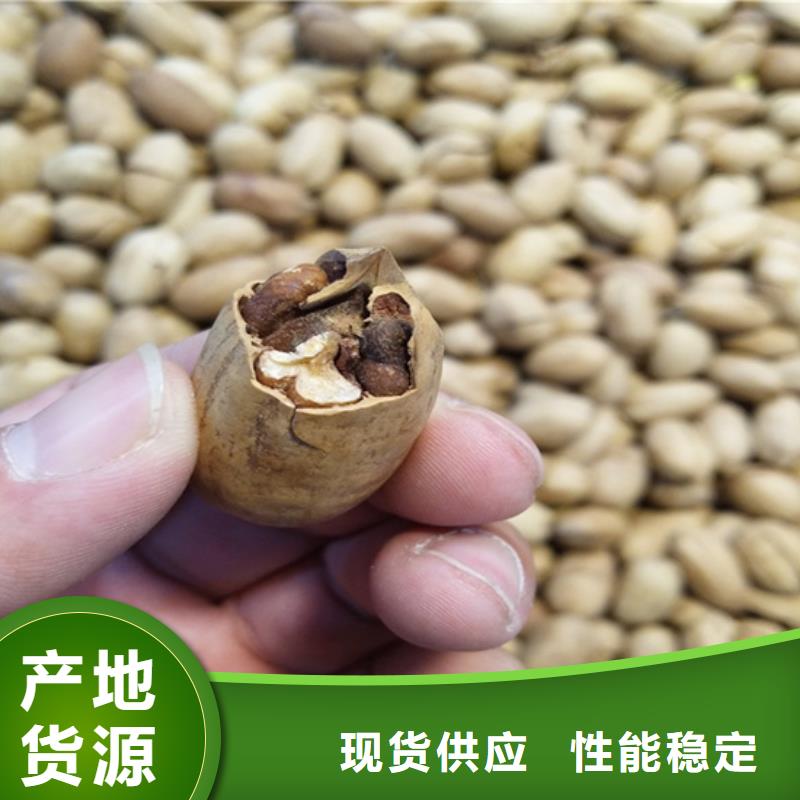苹果苗货源【 碧根果苹果苗厂家自营】