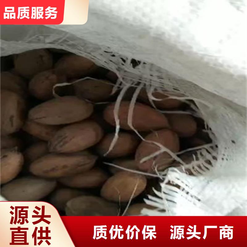 苹果苗货源【 碧根果苹果苗厂家自营】