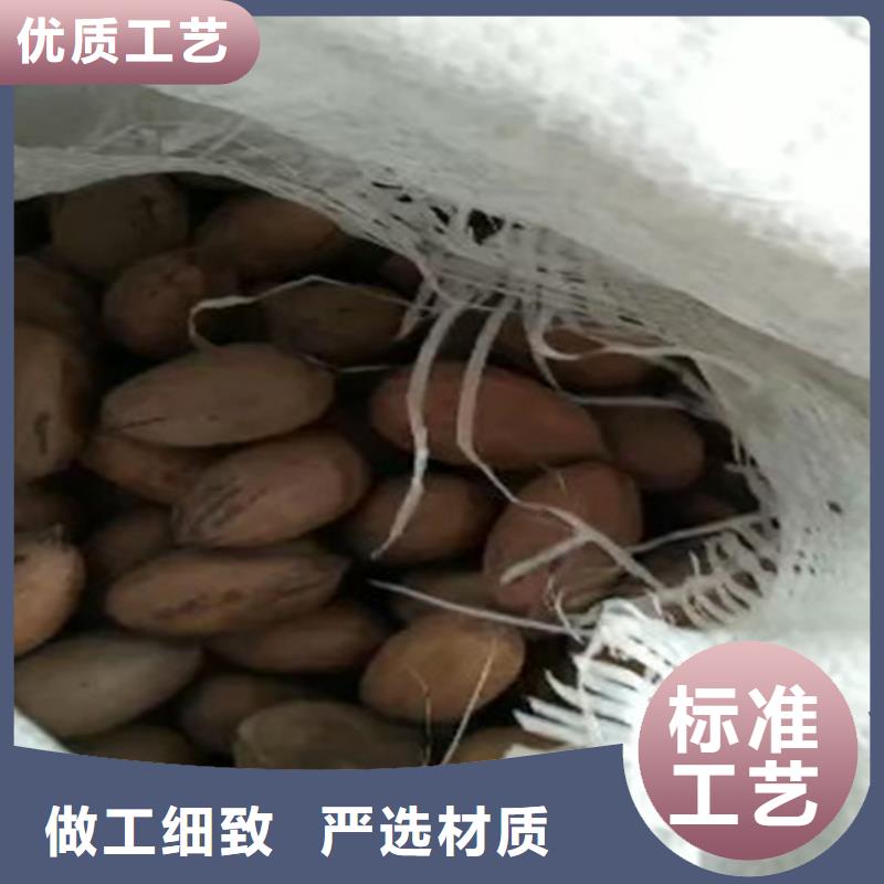 碧根果_苹果苗厂家定制