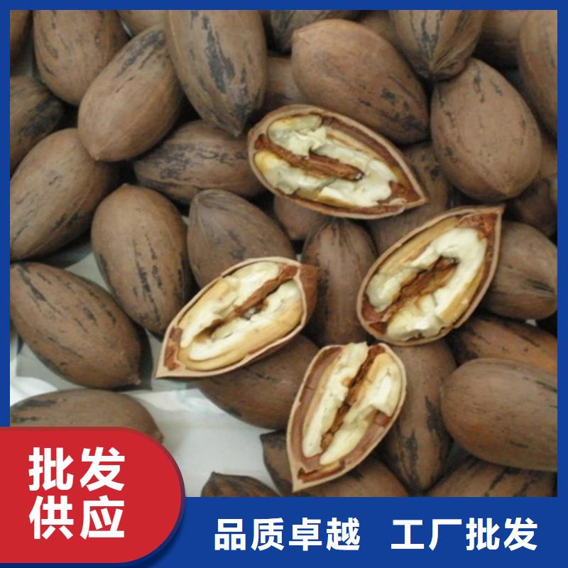 苹果苗货源【 碧根果苹果苗厂家自营】