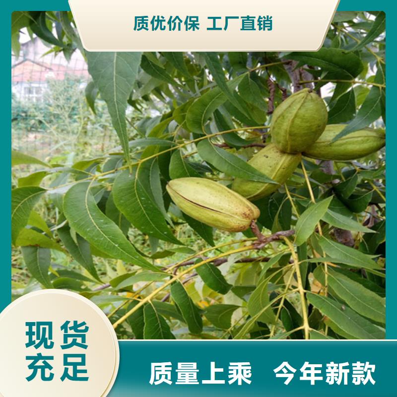 苹果苗货源【 碧根果苹果苗厂家自营】