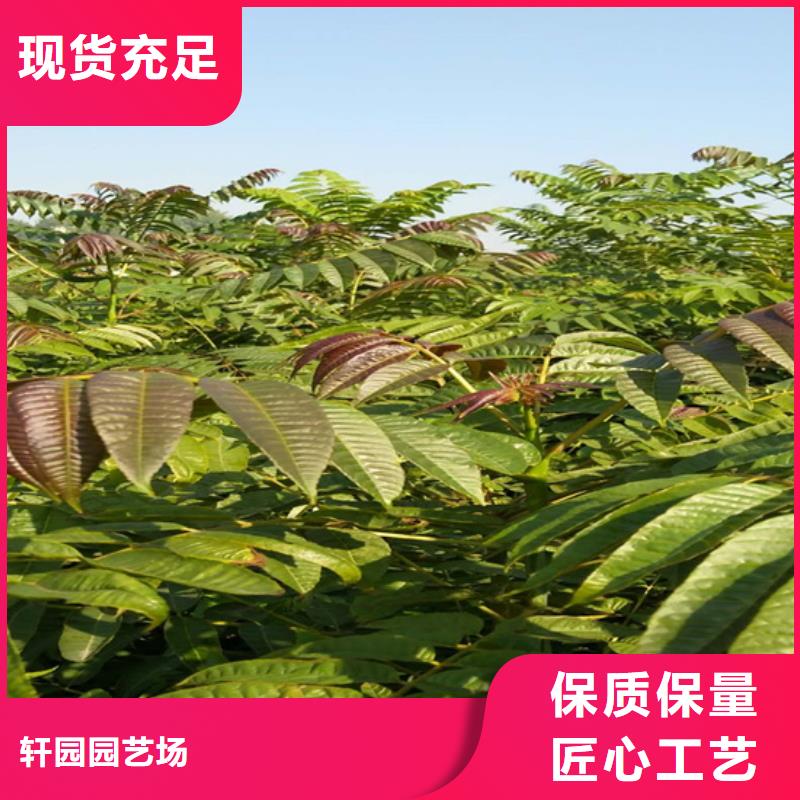 【 香椿,苹果苗品质服务】