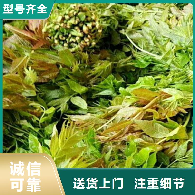 香椿苹果苗工厂采购