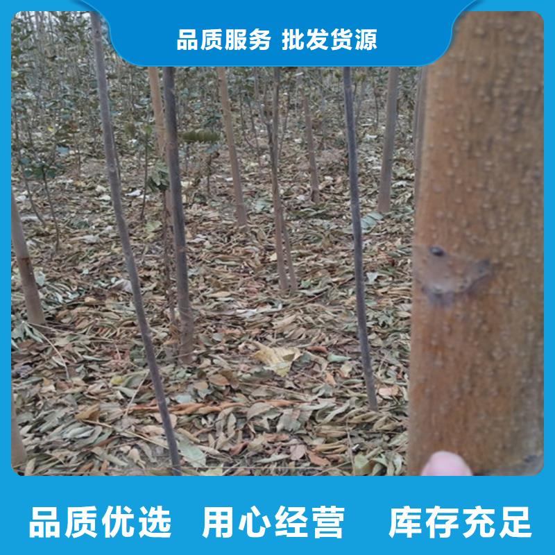 【 香椿,苹果苗品质服务】