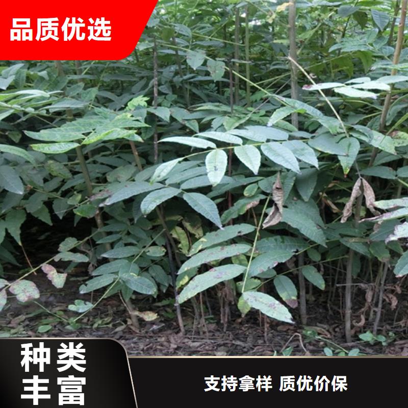 香椿苹果苗工厂采购