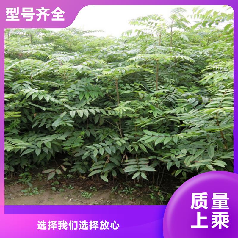 香椿苹果苗工厂采购