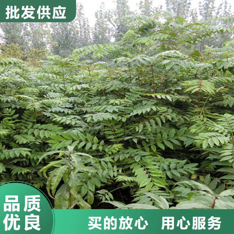 香椿苹果苗工厂采购