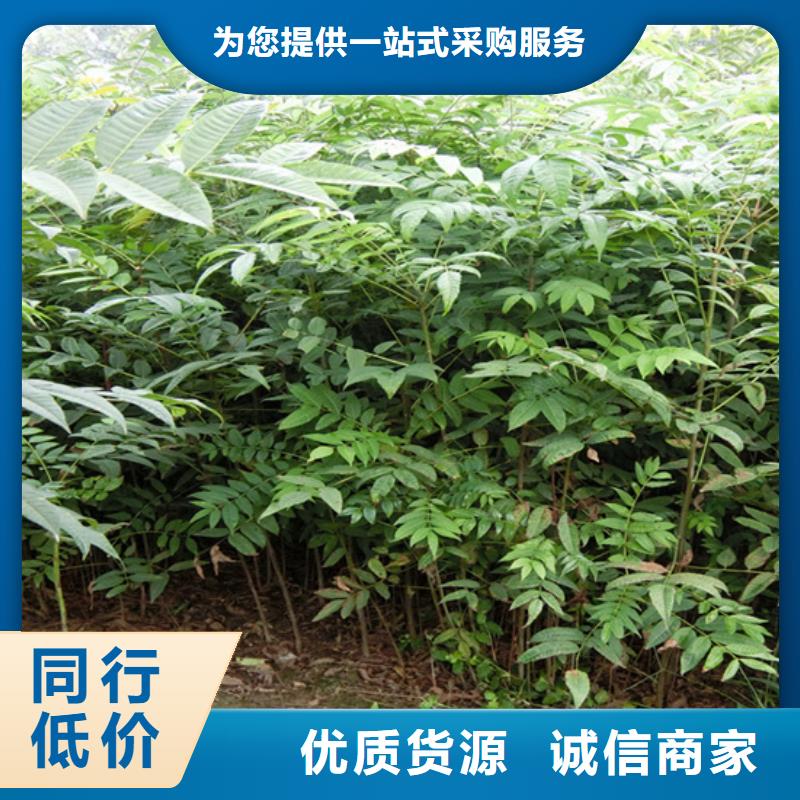 香椿苹果苗工厂采购