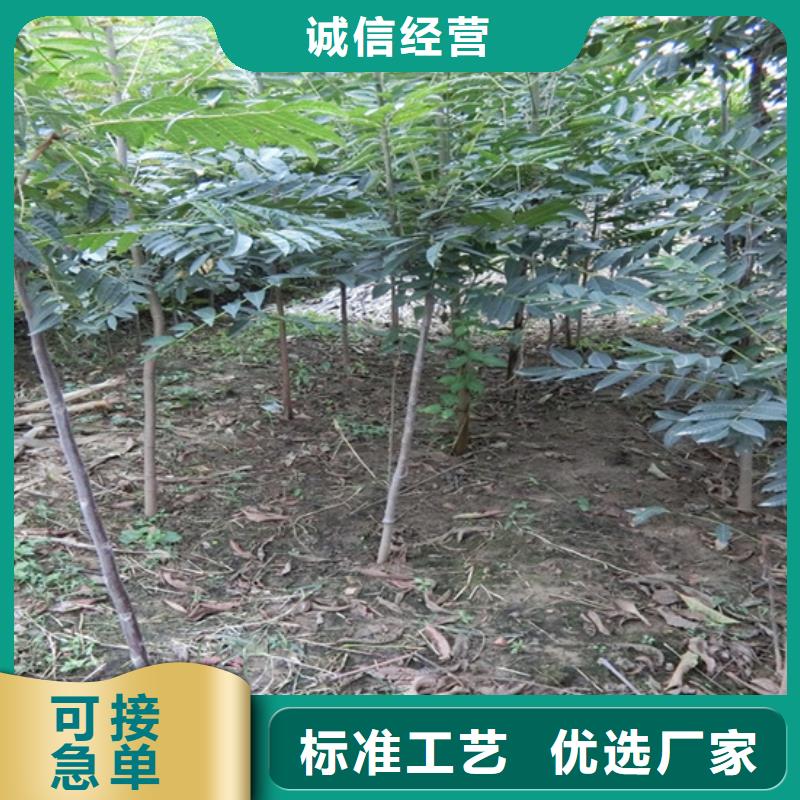 香椿苹果苗工厂采购
