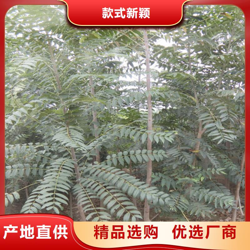 香椿苹果苗工厂采购