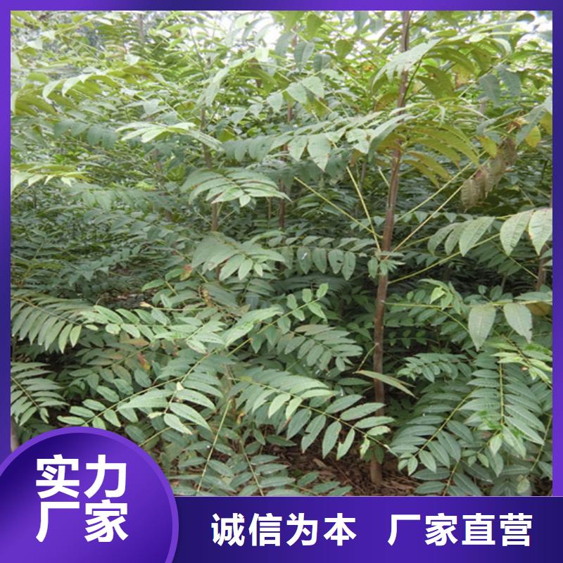 香椿苹果苗工厂采购