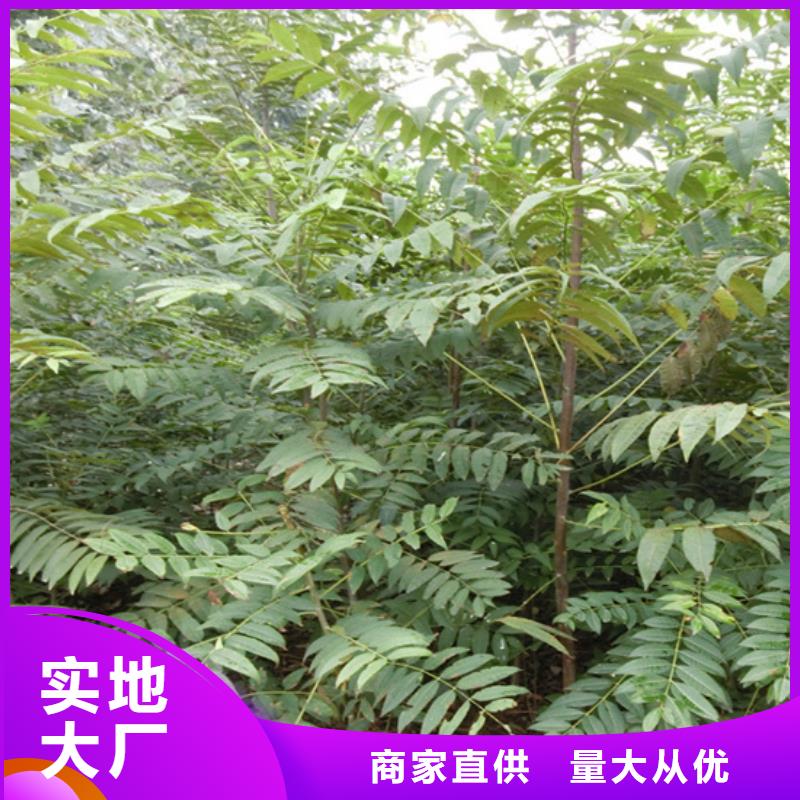 香椿苹果苗工厂采购