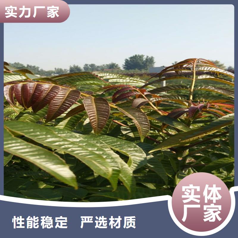 香椿苹果苗工厂采购