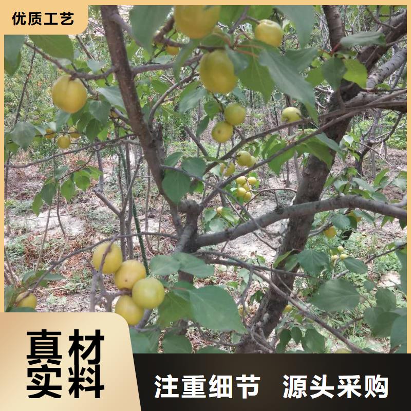 苹果苗视频-迪庆市苹果苗-(同城)可服务区域德钦|香格里拉|大理|昆明|曲靖|保山|德宏|玉溪