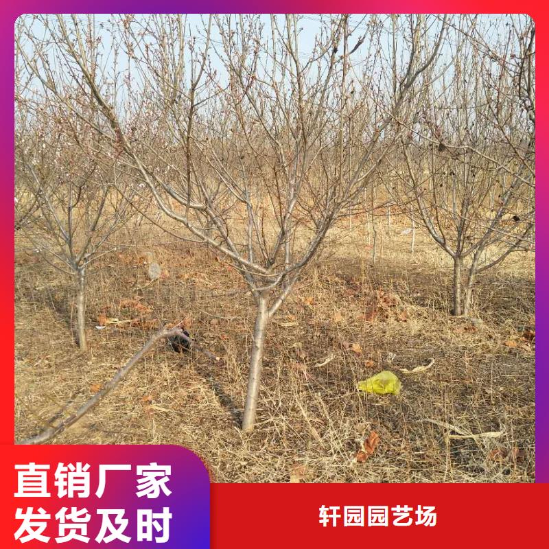 苹果苗视频-迪庆市苹果苗-(同城)可服务区域德钦|香格里拉|大理|昆明|曲靖|保山|德宏|玉溪