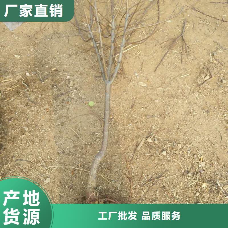 苹果苗视频-迪庆市苹果苗-(同城)可服务区域德钦|香格里拉|大理|昆明|曲靖|保山|德宏|玉溪
