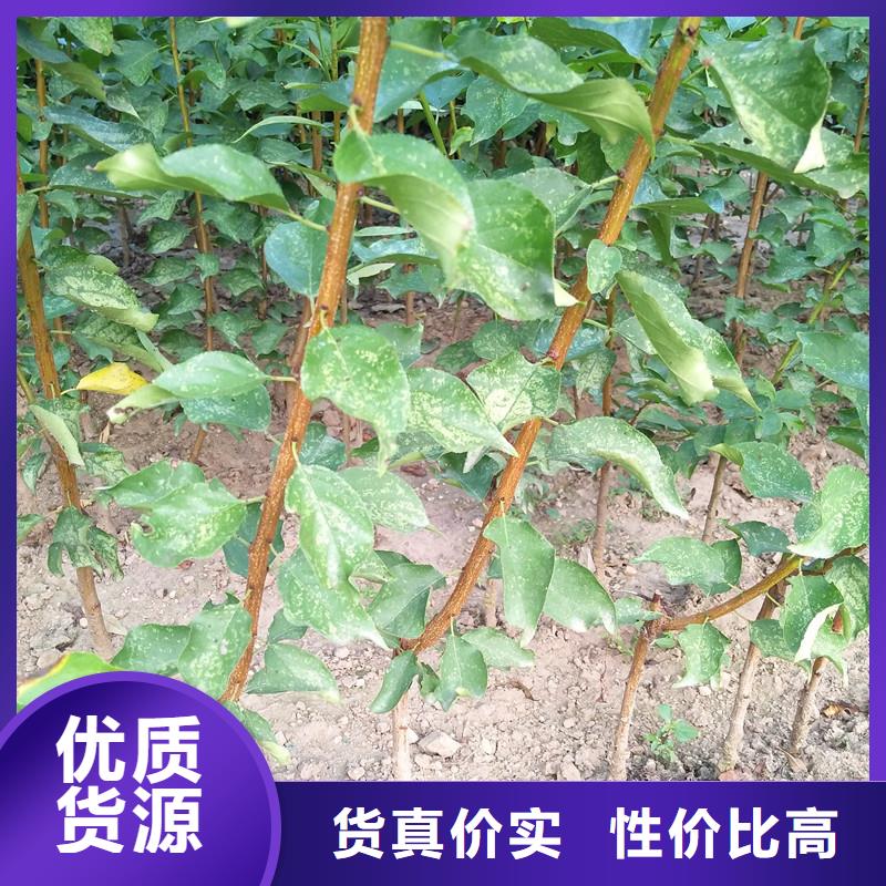 苹果苗视频-迪庆市苹果苗-(同城)可服务区域德钦|香格里拉|大理|昆明|曲靖|保山|德宏|玉溪