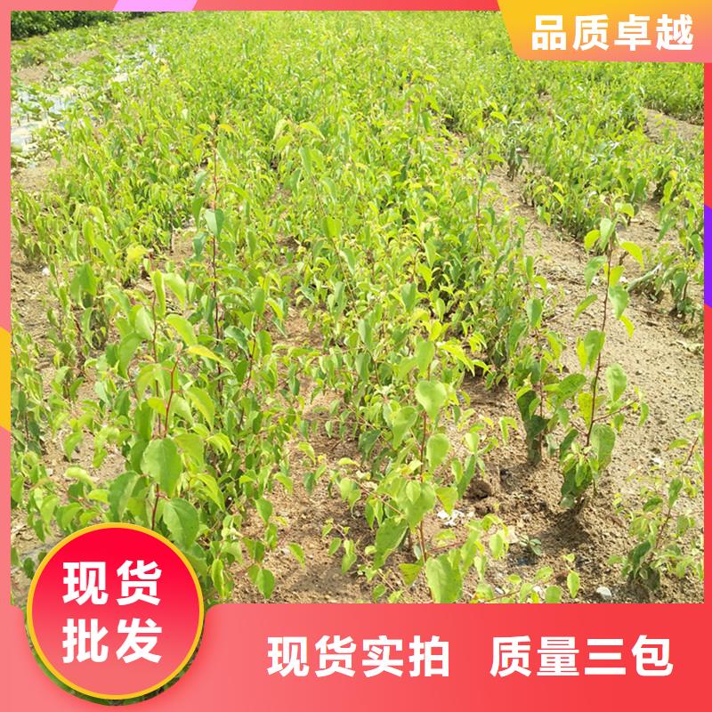 苹果苗视频-迪庆市苹果苗-(同城)可服务区域德钦|香格里拉|大理|昆明|曲靖|保山|德宏|玉溪