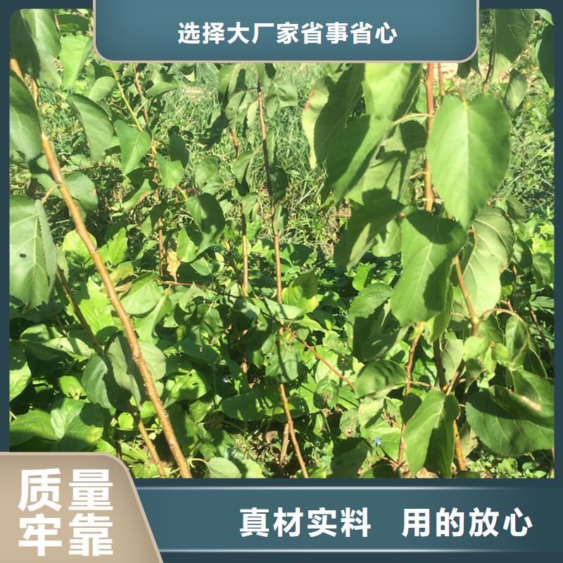 苹果苗视频-迪庆市苹果苗-(同城)可服务区域德钦|香格里拉|大理|昆明|曲靖|保山|德宏|玉溪