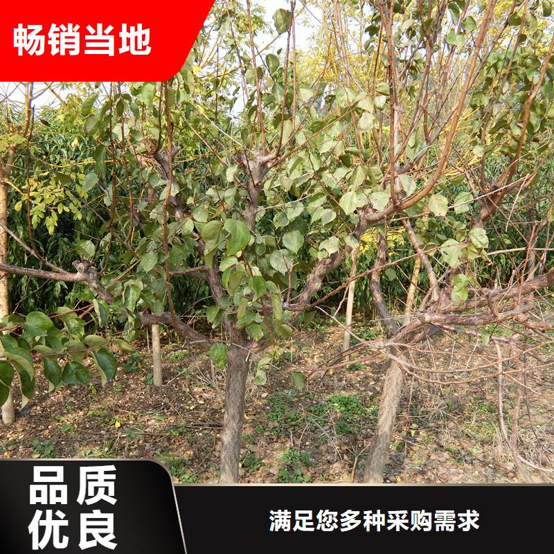 苹果苗视频-迪庆市苹果苗-(同城)可服务区域德钦|香格里拉|大理|昆明|曲靖|保山|德宏|玉溪