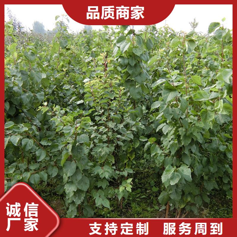 苹果苗视频-迪庆市苹果苗-(同城)可服务区域德钦|香格里拉|大理|昆明|曲靖|保山|德宏|玉溪