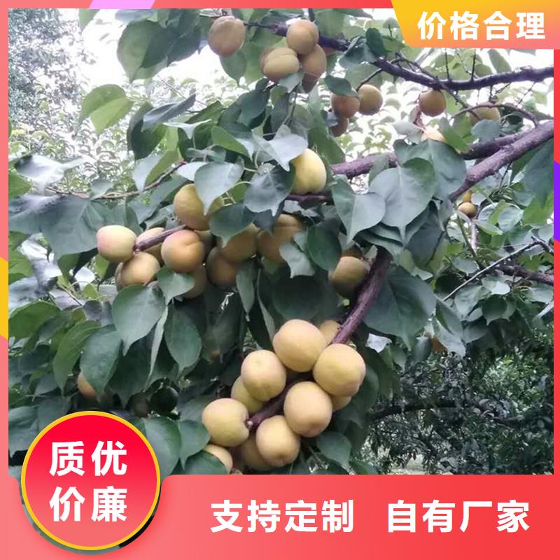 苹果苗视频-迪庆市苹果苗-(同城)可服务区域德钦|香格里拉|大理|昆明|曲靖|保山|德宏|玉溪