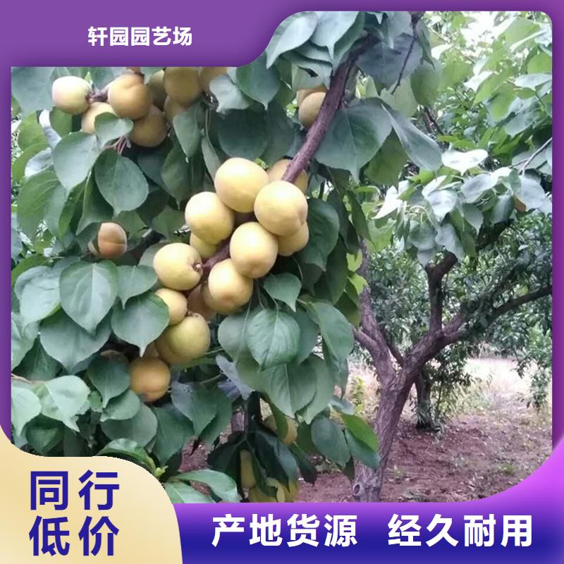 苹果苗视频-迪庆市苹果苗-(同城)可服务区域德钦|香格里拉|大理|昆明|曲靖|保山|德宏|玉溪