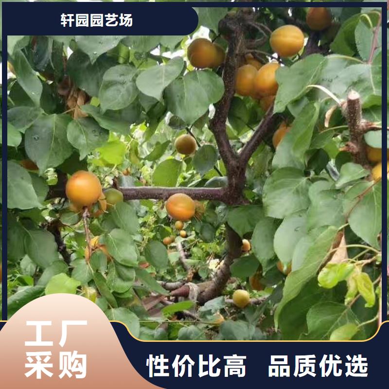 苹果苗视频-迪庆市苹果苗-(同城)可服务区域德钦|香格里拉|大理|昆明|曲靖|保山|德宏|玉溪