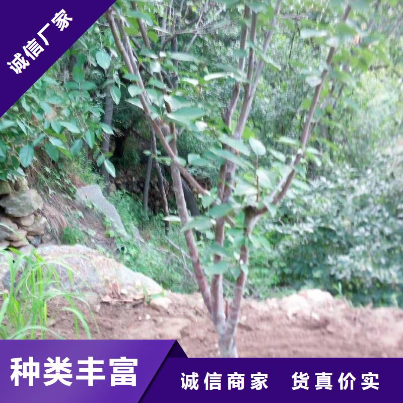 苹果苗视频-迪庆市苹果苗-(同城)可服务区域德钦|香格里拉|大理|昆明|曲靖|保山|德宏|玉溪