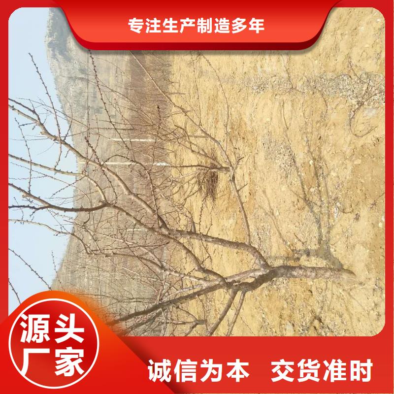 苹果苗视频-迪庆市苹果苗-(同城)可服务区域德钦|香格里拉|大理|昆明|曲靖|保山|德宏|玉溪