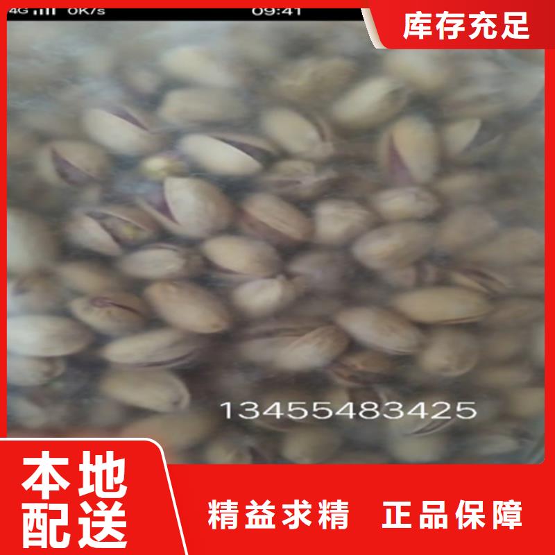 开心果,苹果苗让利客户