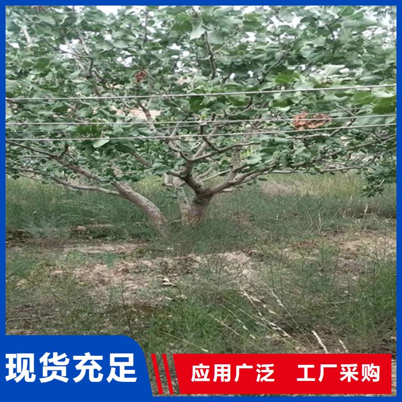 开心果,苹果苗让利客户