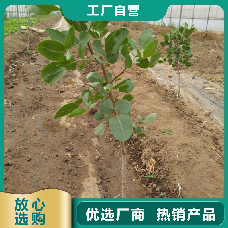 开心果-葡萄苗品牌大厂家
