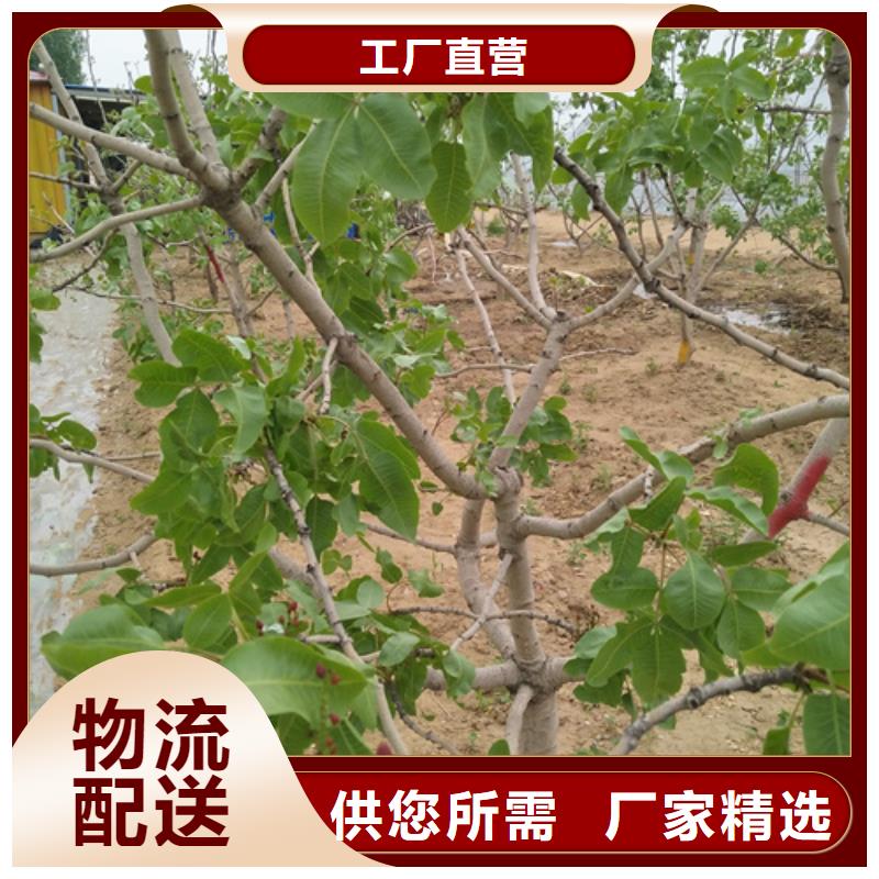 开心果,苹果苗让利客户