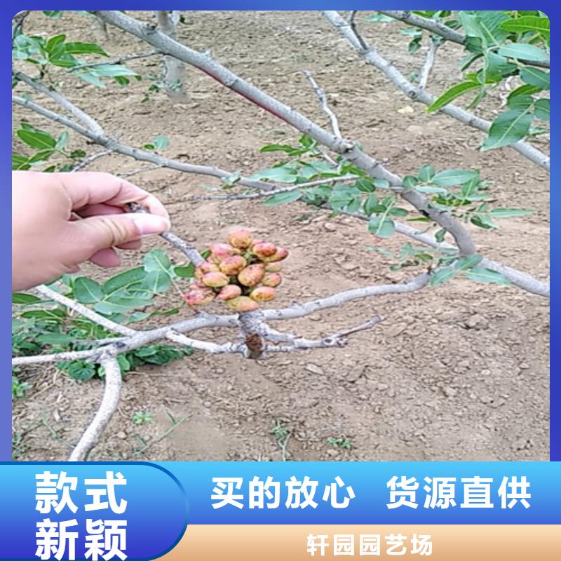 开心果,苹果苗让利客户